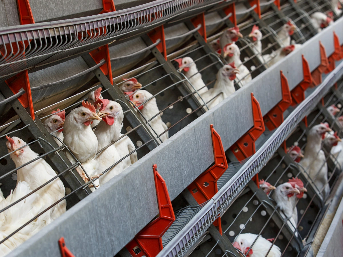 Air bubble insulation sheet installed in a poultry shed