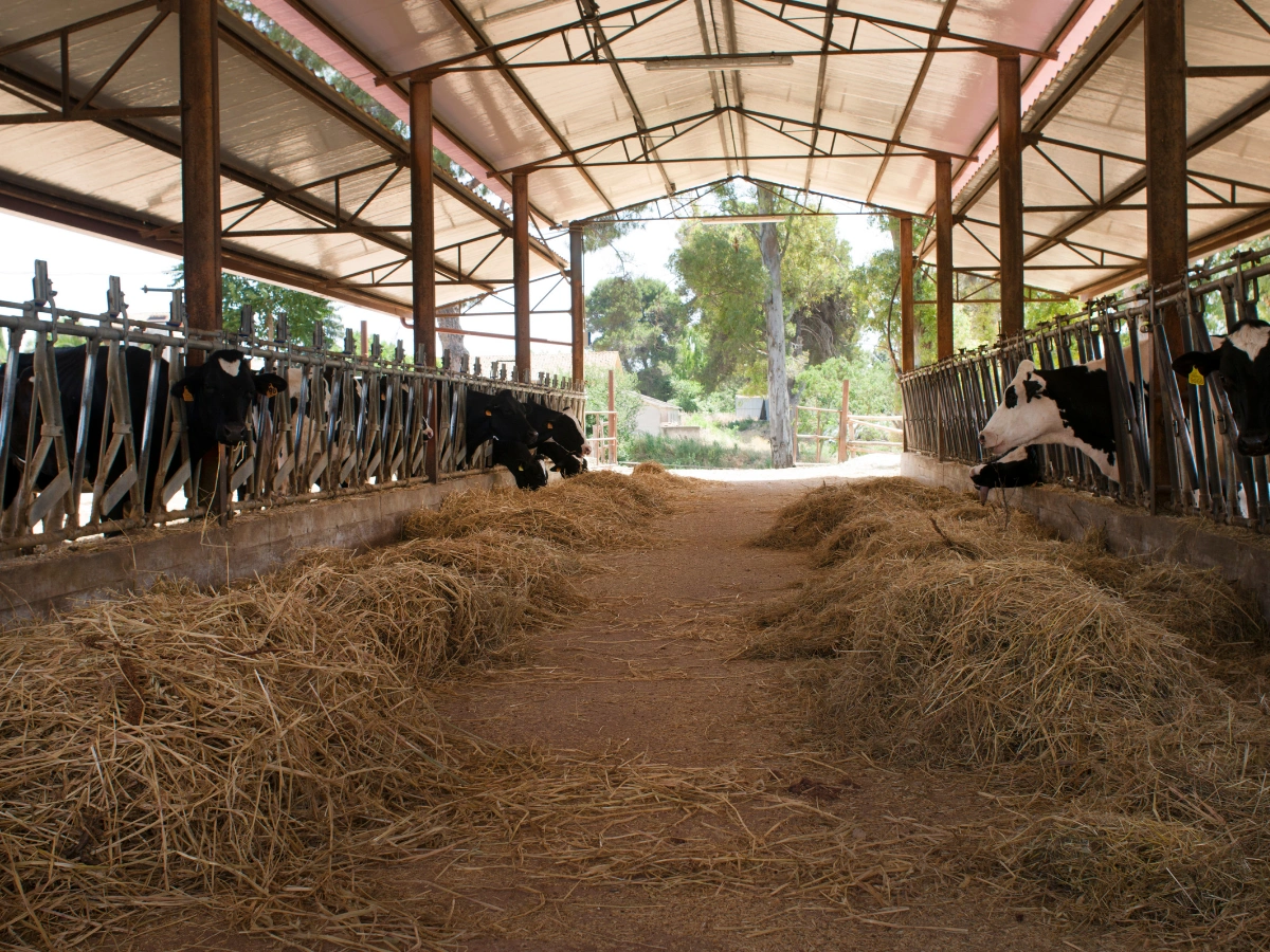 Reflective roof insulation for a dairy cattle shed